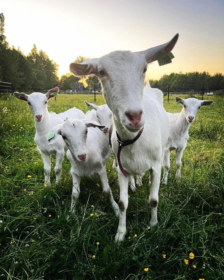 Pipowagens Bij Pannenkoekenrestaurant & Camping De Koppenjan 'Een Uniek Verblijf Met Kinderspeelboerderij' Jubbega-Schurega 外观 照片