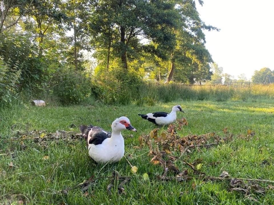 Pipowagens Bij Pannenkoekenrestaurant & Camping De Koppenjan 'Een Uniek Verblijf Met Kinderspeelboerderij' Jubbega-Schurega 外观 照片